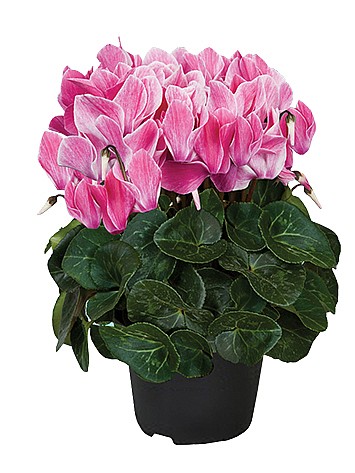 ���� �����  12 ��