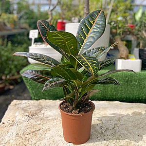 ������ ����