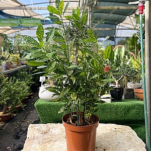קרוטון מנוקד קרוטון מנוקד