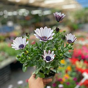 גרמית גרמית