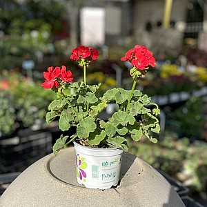 גרניום זקוף אדום גרניום זקוף אדום