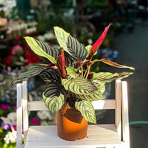 ����� ������ ����� 12 ��