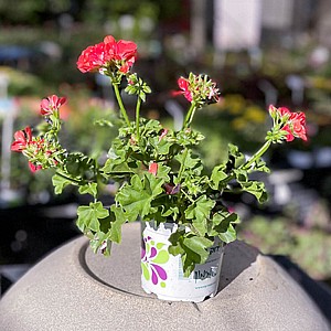 גרניום זוחל בפריחה אדומה גרניום זוחל בפריחה אדומה