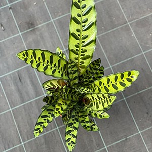 ���� ����� ���������