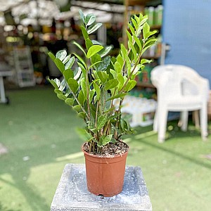 זמיה קוקוס זמיה קוקוס