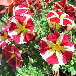 ��� ������