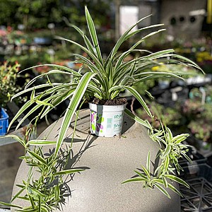 ����  �������