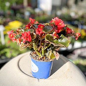 בגוניה פורחת עד אדומה בגוניה פורחת עד אדומה