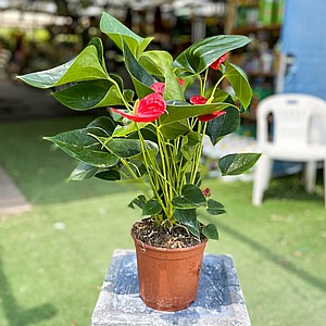 עציץ אנטוריום 15 סמ עציץ אנטוריום 15 סמ