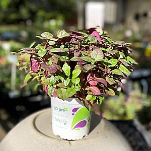 ���� ���� ����