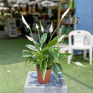 ���������� '����� �����'