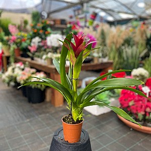 גוזמניה גוזמניה