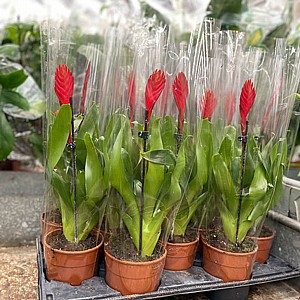 וריזאה וריזאה