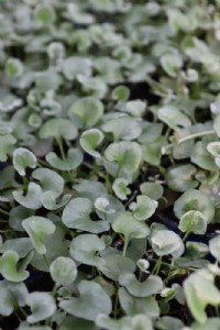 דיכטונדרה דיכטונדרה