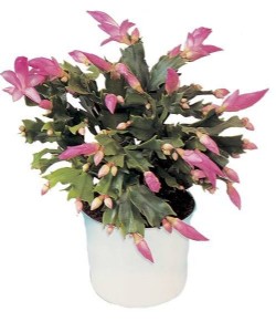 זיגוקקטוס (שלומברגרה) זיגוקקטוס (שלומברגרה)