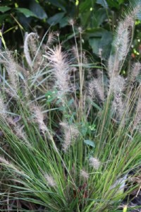 ��� ����