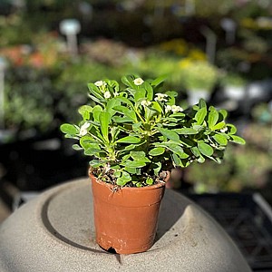 חלבלוב מילי בעציץ חלבלוב מילי בעציץ