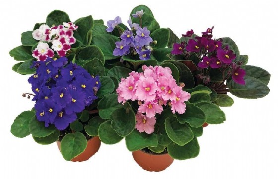 ������ Sweet violet