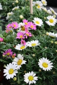 כריזנטמה כריזנטמה