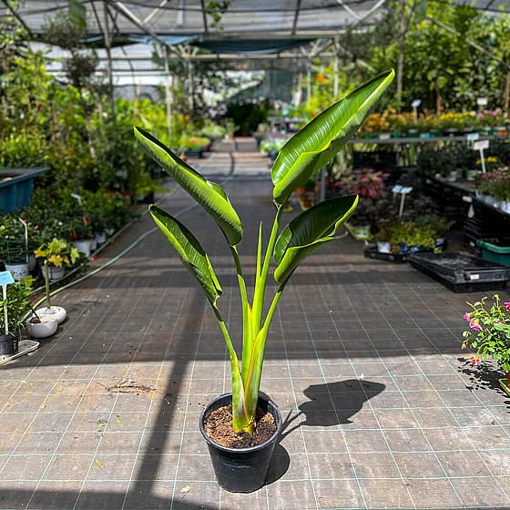 ���������� ������� - ����� �� ���