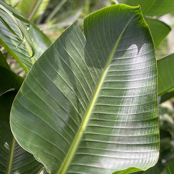 ��� ���������� ������� ������ �����