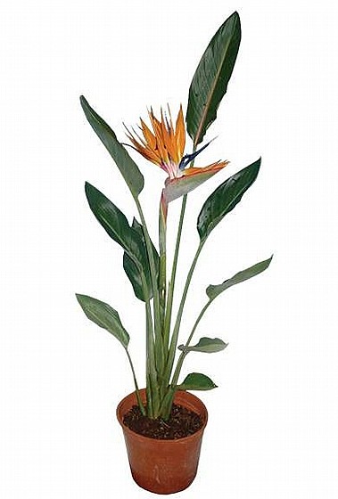 ����������� ������� - ��� ����