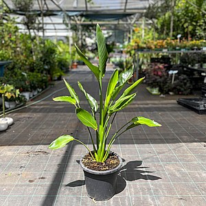 ���������� �����