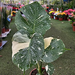 ������� ��� ������