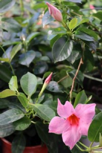 סנדבילה סנדבילה