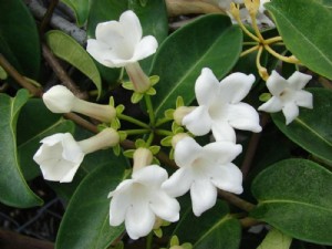 �������� ���