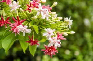 ����� ����