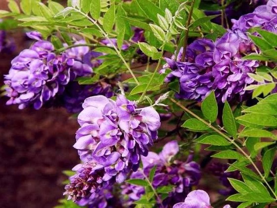 ������� �����