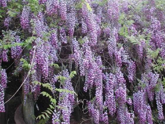 ������� �����