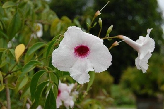 ������� �������