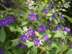 ����� - ������