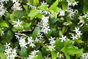 ����� - �����������