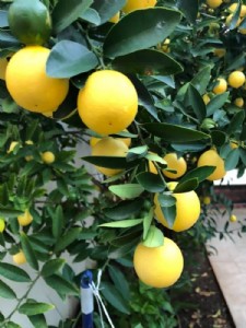 ������� - ����� ����