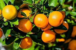 ���� - �����