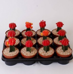 ����� ������ �����