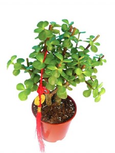 פורטולקריה - עץ הכסף והשפע פורטולקריה - עץ הכסף והשפע