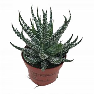 ���� �������