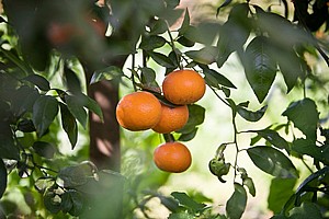 �������� - ����