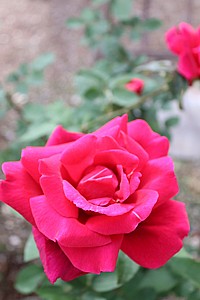 שיח ורדים שיח ורדים