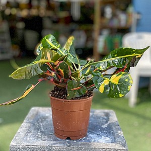 ������ ������ (����� ����)