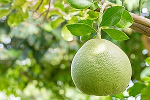 ����� ����