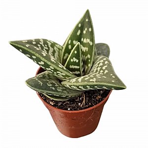 ���� �������