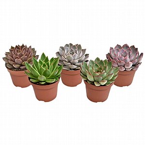 �������� - �����