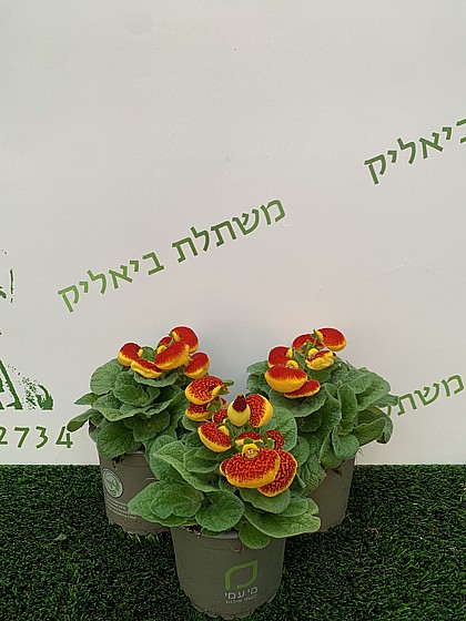 Slipper flowers (Calceolaria)