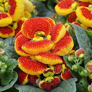 נעלנית נעלנית