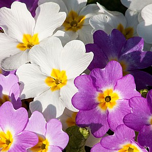 ������� ���� ���� ����